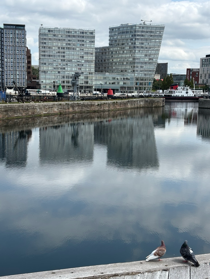 Two pigeons survey a cityscape, eyeing up potential targets