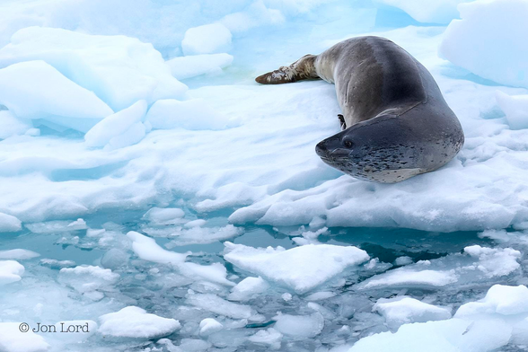 This Is A Colour Wildlife Photo In Landscape Format. In The Upper Right Corner And Filling Most Of That Quarter Is An Adult Leopard Seal (Hydrurga Leptonyx), Sometimes Called A Sea Leopard. An Apex Predator In The Antarctic Only Bettered By The Orca. The Seal Is Resting On Some Broken Sea Ice (Bergy Bits). The Seal's Body Is Aligned Towards The Camera But The Head Is Turned Ninety Degrees To The Left. The Seal Has A Reptilian Look To It With A Pointed And Streamlined Head And Smooth Sleek Body, With Only The Flippers And Tail Interrupting The Smooth Surface. The Upper Parts Are A Dark Grey With The Lower Parts A Lighter Shade Of Grey With Numerous Small Dark Spots. This Seal Has A Long Scar On The Top Of The Body Stretching From The Left Eye To Nearly The Tail. The Sea Ice Surrounding The Seal Has A Light Blue Tint To It With The Water Visible Between The Cracks Having A Light Turquoise Colour. 
The Location: The Southern Ocean Adjacent To Anvers Island, 65º South, In Antarctica.