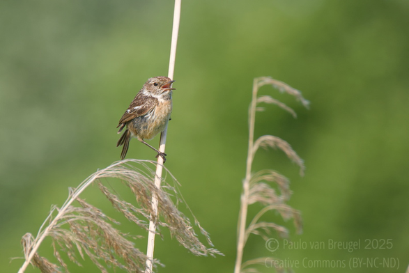 Female european stonechat calling out on a reed stalk