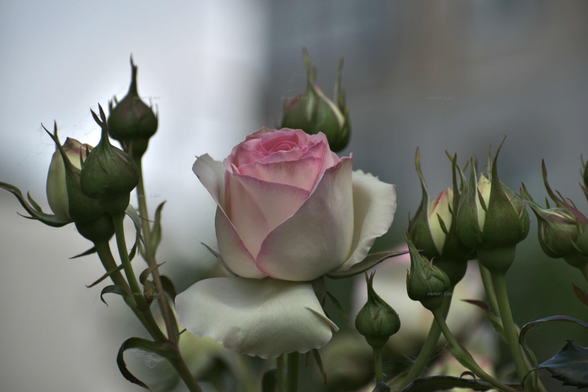 Rose, closeup, color, photo