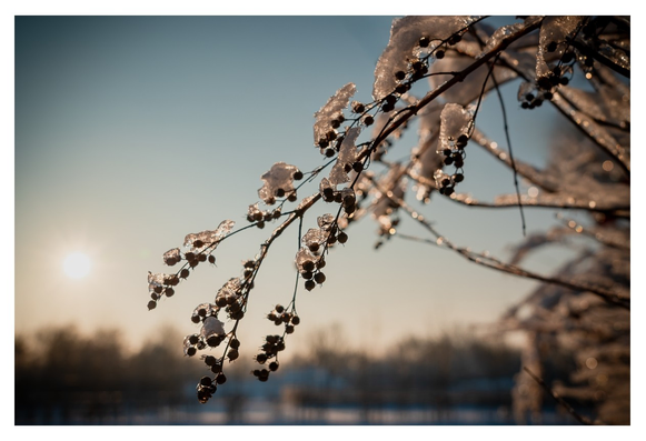 Ein sanfter Sonnenaufgang beleuchtet einen verzweigten Ast, der mit glitzernden Eiskristallen und dunklen Beeren geschmückt ist.