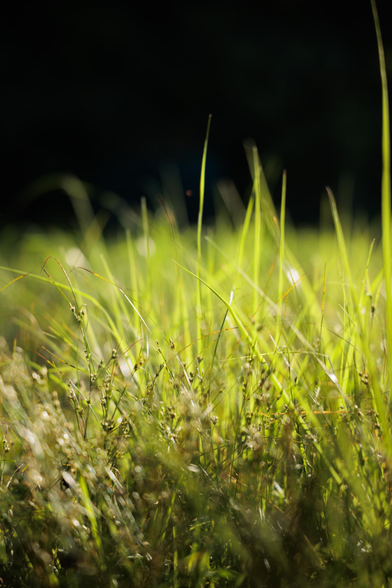 Close-up of vibrant green grass blades glistening in sunlight against a dark background, creating a serene nature scene.