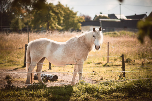 Portrait of a white horse standing on her paddock.