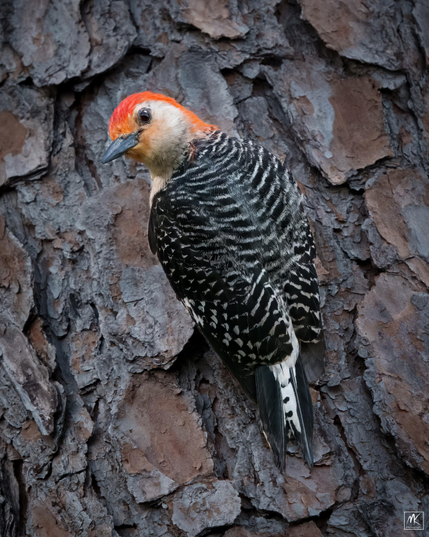 Color photo of a red-bellied woodpecker with a red head and black and white speckled back clinging to the trunk of a pine tree with its head turned back to look at the camera. 