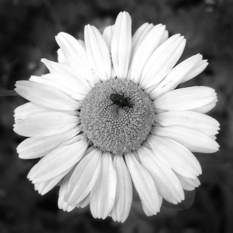 A black and white close up image of a white daisy with a small insect sitting in its center.