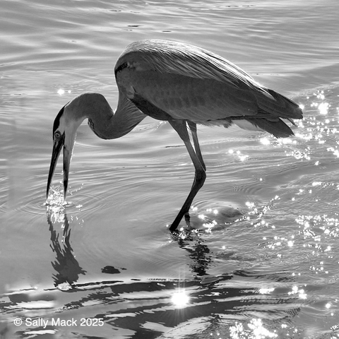 Black-and-white photo of a great blue heron standing in shallow water in bright sunshine. The heron, in profile, is fishing, neck curved, beak open at the water's surface where the moving water sparkles. Water also sparkles on the right side of the photo where the water is moving.