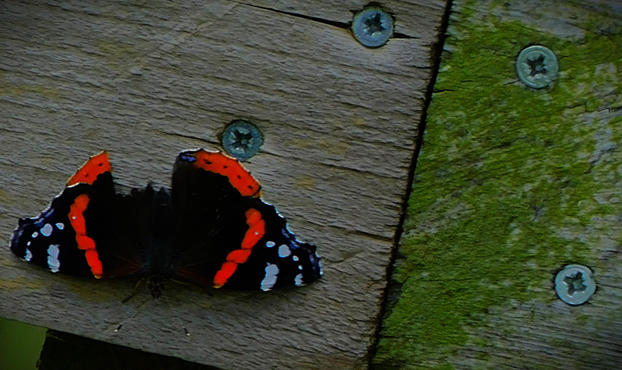 A Red Admiral butterfly part of a wing and part of its body missing, resting in the sun earlier today. It is making use of a wooden fence.