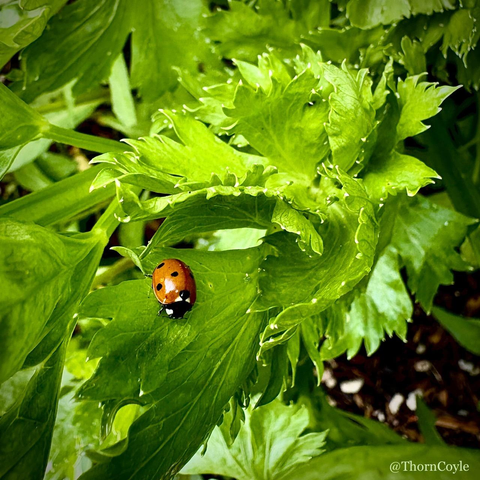A lady bug among shady celery leaves.