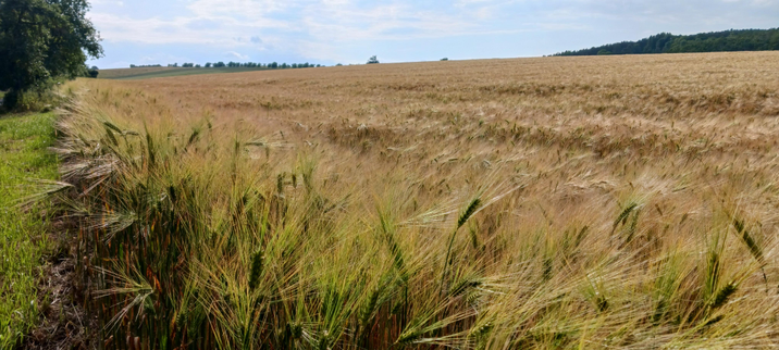 Vor uns liegt ein Feld, auf dem Gerste heranreift. Sie ist schon goldgelb, vielleicht schon reifer als sonst zu dieser Jahreszeit.