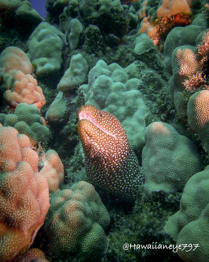 A brown eel spotted uniformly with white spots pokes its head out of a crevice on an ocean reef.