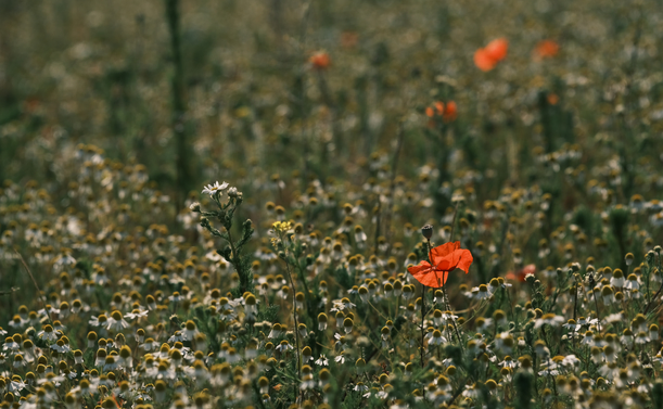 Fotografie einer Wiese. Rechts im Bild steht eine knallrote Mohnblüte mitten in einem Meer aus weißen Kamillenblüten mit gelben Kreis in der Mitte. Im Hintergrund sind rechts weitere rote Mohntupfer unscharf zu erkennen, ansonsten besteht das Bild nur noch aus Grün zwischen dem Blütenmeer.