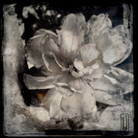 Close-up of a flower. Monochrome picture.