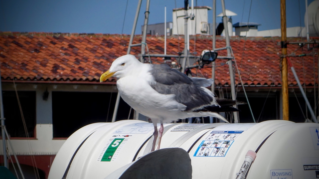 Auf einem Schiffsdeck sitzt eine Möwe auf einem Rettungsfloss (Fass das bei Wasserberührung aufbricht und aufbläst) und schaut etwas deprimiert in die Herbstsonne.  