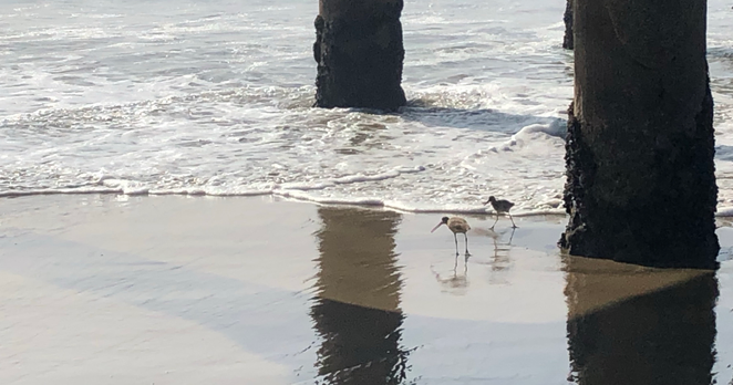 Birds looking for breakfast in the beach’s wet sand at a pier 