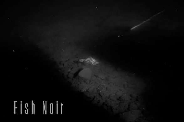 A high contrast image of a large ornately patterned fish in shallow water illuminated in a narrow patch of sunlight, while al around it is deep shadow. The terrain over which the fish is swimming is made of pieces of stone, concrete, and broken bricks. There is a discarded narrow gauge pipe disappearing into the gloomy depths. The image carries the title of the book “Fish Noir” in a tall, thin Art Deco evoking typeface.