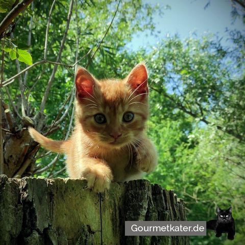Katze auf Baumstumpf