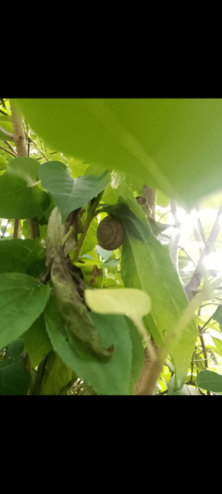 A whole bunch of green leaves and underneath one of them is a snail.