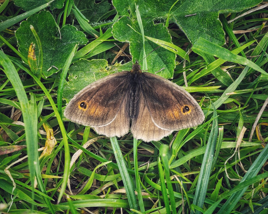 A top-down close-up shot of a small brown butterfly with its wings spread wide, resting on bed of green grass and a larger green leaf. The butterfly has prominent orange and black eyespots on its hindwings, and faint white lines along the edges of its wings. The surrounding grass is in soft focus, highlighting the butterfly as the main subject.