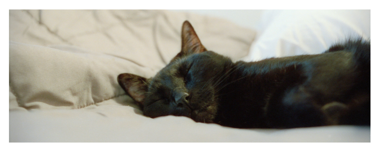 Wide shot of a black cat sleeping in bed.