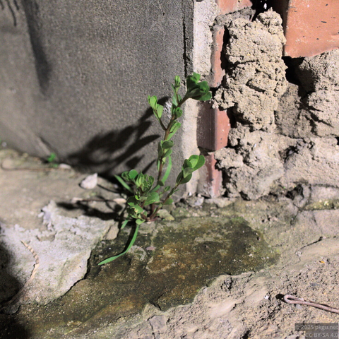 The grass cries, against concretes.