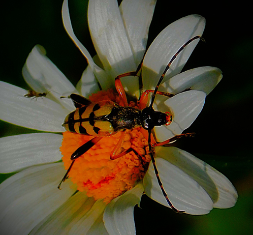 An exceptionally large black and yellow bodied pollinator resting on a large flowerhead. The legs and antennae (both longer and stouter than is usual in such insects) are clearly visible in shot. 