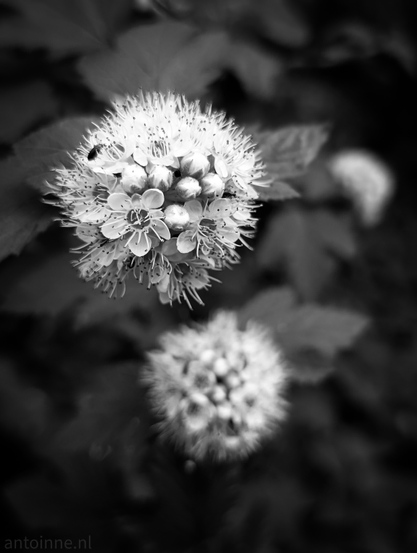 A close-up of the flowers of a Spirea. The main focus is on the upper-left flower cluster, which is sharply detailed, showcasing numerous tiny blossoms with visible stamens and developing buds. A small insect is perched on one of the petals of this cluster. In the background, another, less distinct, spherical flower cluster is visible, blurred due to a shallow depth of field. The leaves of the plant are also present, mostly out of focus, providing a dark, textured backdrop that makes the light-colored flowers stand out. 