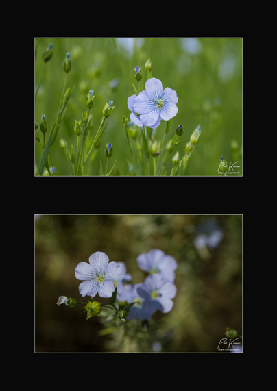 Diptyque vertical sur fond noir de deux photos en proxi de fleurs de lin. Bien sûr, sur les deux photos des fleurs sont de couleur bleue mais la première photo a été prise à hauteur des fleurs de lin et par conséquent, l'arrière-plan est constitué des tiges vertes, hors zone de netteté, d'une part alors que la seconde photo a été prise plutôt de dessus avec en arrière-plan, le sol, brun foncé d'autre part.