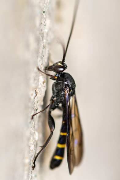 Close up shot of a parasitoid ichneumon wasp.