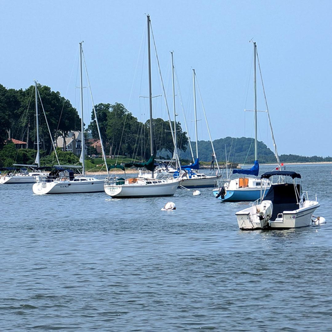 A group of sailboats and small motorboats anchored in calm, blue harbor waters with tree-lined shoreline and houses in the background under a clear sky.