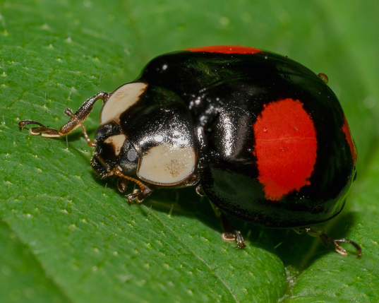 Lady bug on a leaf