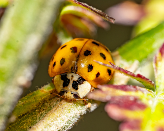 Lady Bug on a stem