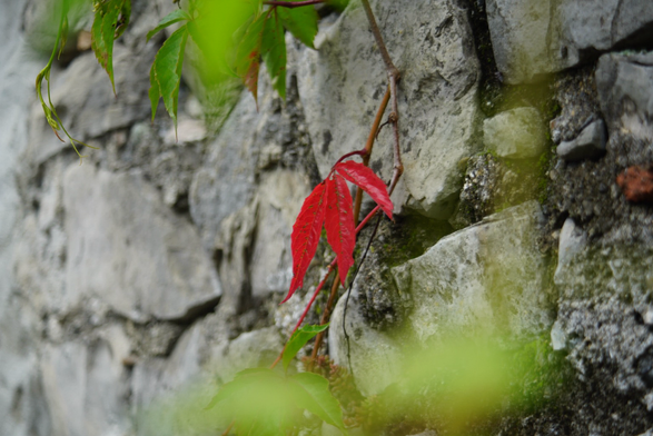 Ein rotes Blatt zwischen grünen hängt an einer hellen Steinmauer