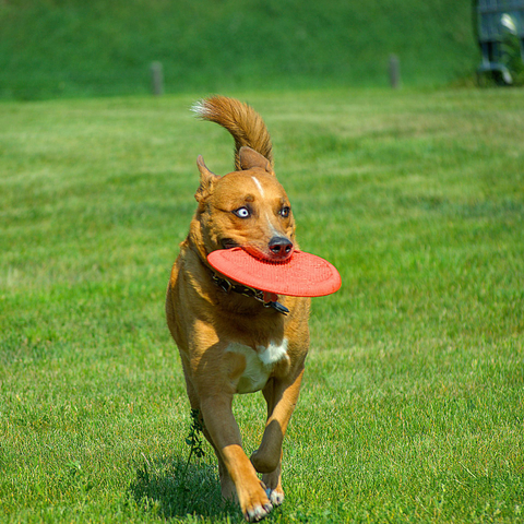 My dog, Haggis. He is a gold dog and has a Frisbee in his mouth 