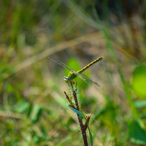 A snake tail dragonfly 