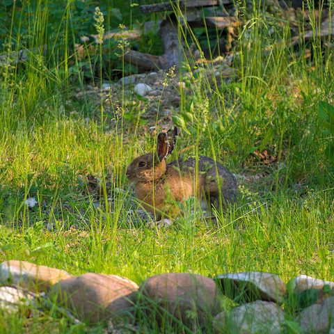 A rabbit crouched in grass