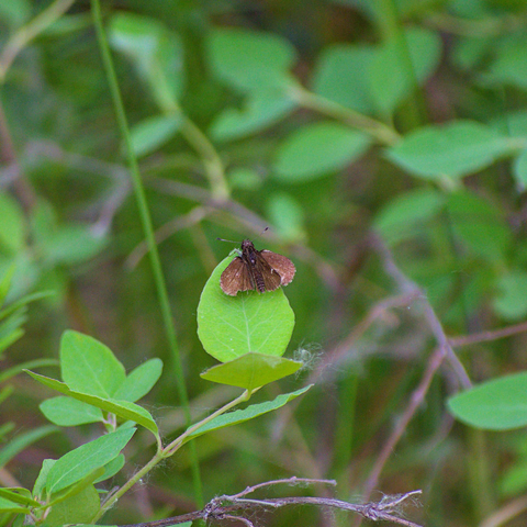 A skippers butterfly on a leaf