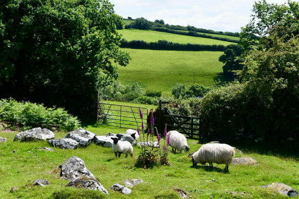 Sheep and lambs on open moors. A gate leads to a footpath and there’s green fields in the background.