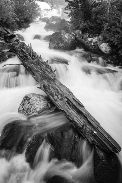 The waters of Taggart Creek rushing through rocks and a fallen log.