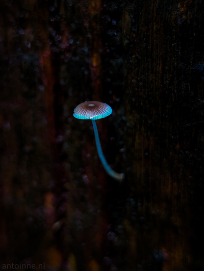 A single, luminous mushroom against a dark, textured background. The mushroom, which appears to be bioluminescent, glows with a soft blue-white light, particularly emanating from its cap and stem. The cap is circular and slightly concave, with visible gill-like structures underneath that contribute to its glow. The slender stem curves gently downwards, also emitting a subtle light. The background is a dark and out of focus, blurred mix of deep browns, reds, and some blue tree trunk. 