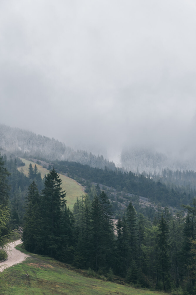 Contrast between the trees below and above the snow line.