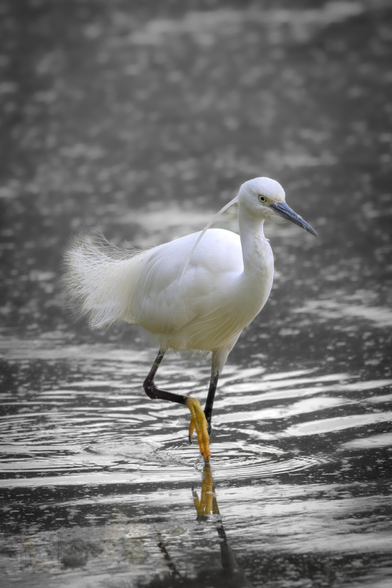 The little egret (Egretta garzetta) is a striking, medium-sized white heron with elegant features. It has slender black legs and bright yellow feet, which are often visible as it wades through shallow waters
