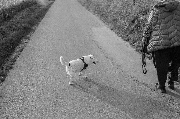  Auf dem Weg, mit Hund und Frau 