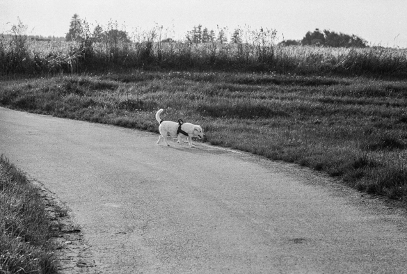  Auf dem Weg, unser Hund am Wuseln 