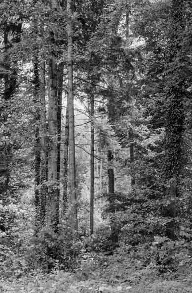  Baindter Wald 