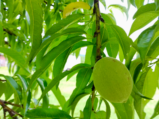 A new peach start hangs on a tree branch. The fuzzy fruit is still small, not much bigger than the pit inside. Just right of center, this stone fruit is as green as the leaves that surround it. Shot from under the tree canopy with a Light Phone III.
