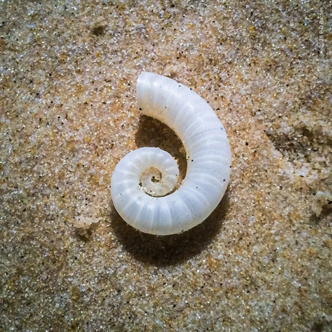 A small, translucent white, shell-like open spiral lying on the sand at the beach. It looks like a ram's horn, which is its common name, but it's not a shell. it's the internal buoyancy organ from a deep-sea squid, Spirula.