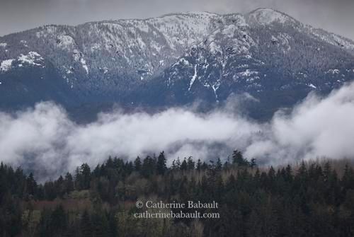 A snowy mountain range, low clouds in a valley and a lush forest in the foreground. 