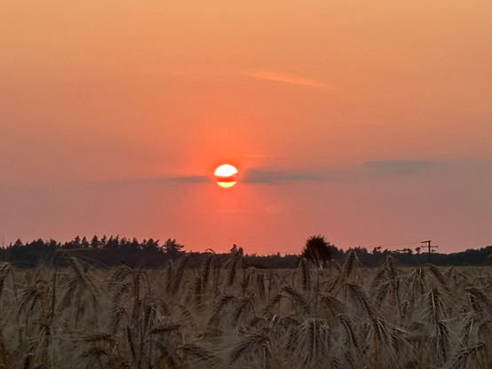 Im Vordergrund zeigt sich ein fast erntereifes Kornfeld. An dessen Rand am Horizont sind die Silhouetten von Bäumen sichtbar. Darüber zeigt sich der verschleiert diesige Himmel rot orange beschienen von der mittig, als Feuerball gleißenden Sonne, die selbst in der Mitte von einer schmalen Wolke geteilt wird 