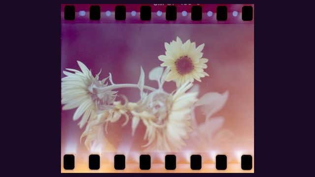 35mm photo with sprockets showing of happy sunflowers in swirly pinkish, yellowish, orangish hues. 