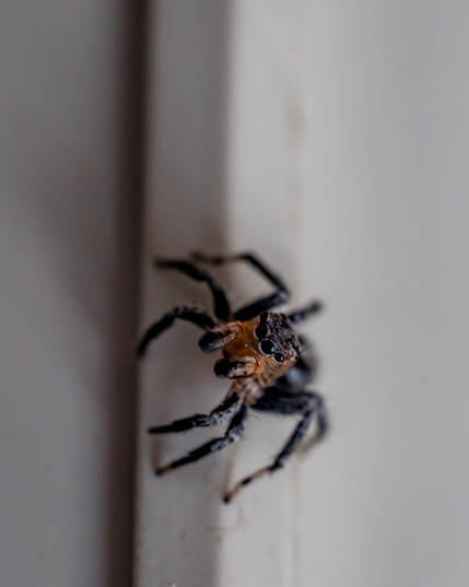 On white wall a spider is the edge looking at the viewer